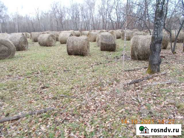 Сено в рулонах Свободный - изображение 1