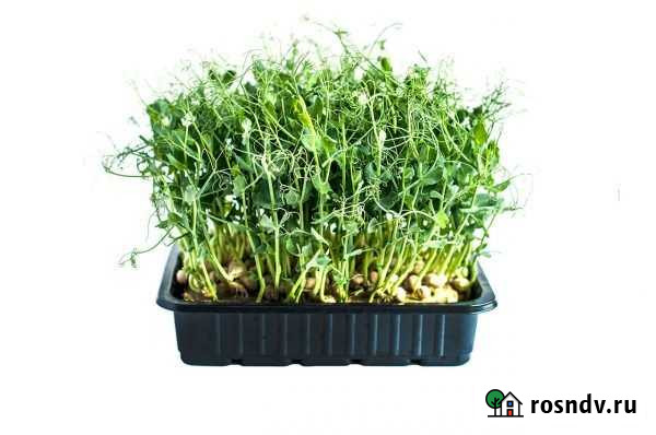 Микрозелень Рязань - изображение 1