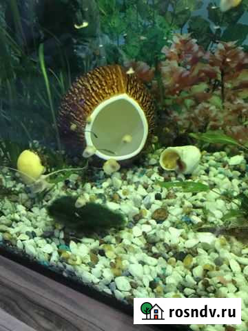 Улитки ампулярии Калининград - изображение 1