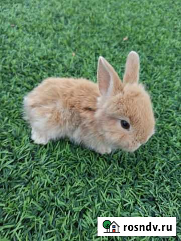 Подарок под ёлку Симферополь - изображение 1