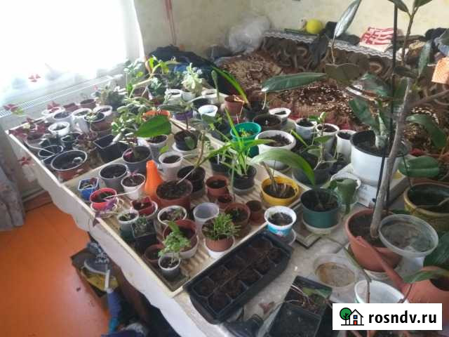 Комнатные цветы (список в объявлении) Калининград - изображение 1