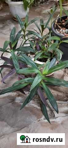 Рео Сочи - изображение 1