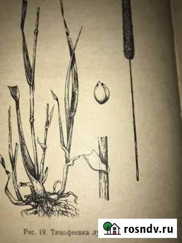 Семена тимофеевки Комсомолец - изображение 1