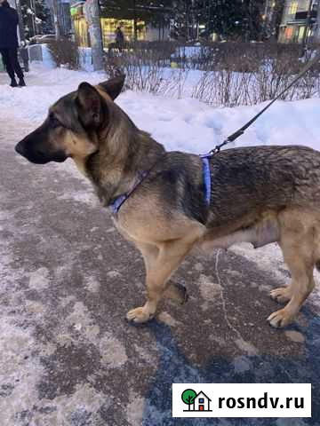 Помесь Немецкая овчарка Казань - изображение 1