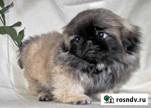 Пекинес Таганрог - изображение 1