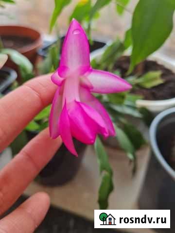 Декабрист Белая Глина - изображение 1