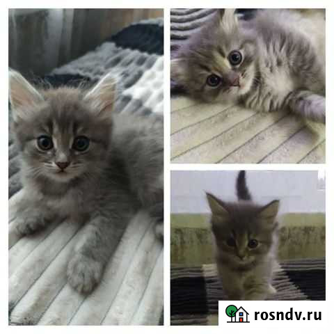 Кошечки Грибановский - изображение 1