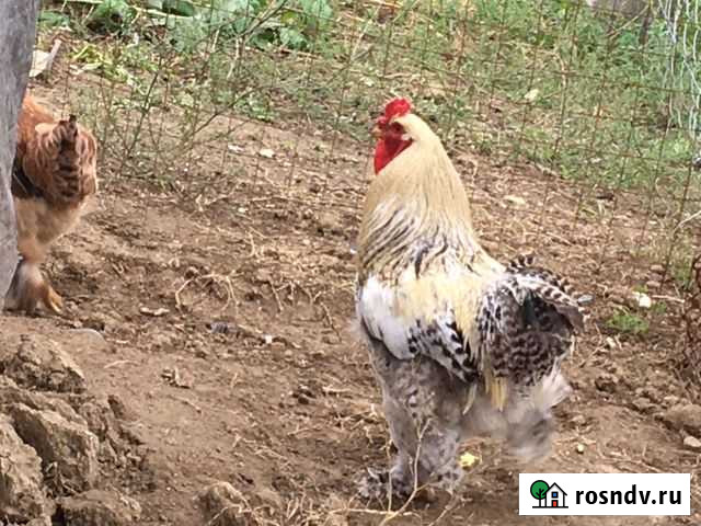 Две Петьки Цоцин-Юрт - изображение 1