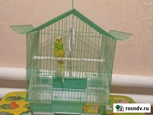Волнистый попугай с клеткой Ростов-на-Дону - изображение 1