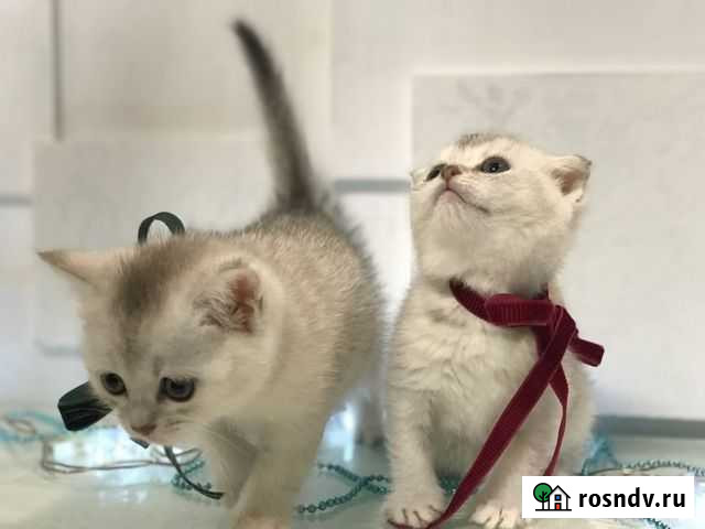 Шотландская Нижний Новгород - изображение 1