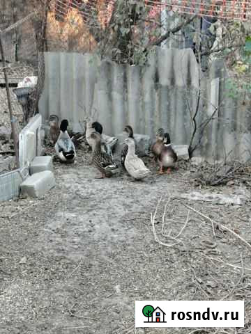 Подсадные утки Аксай - изображение 1