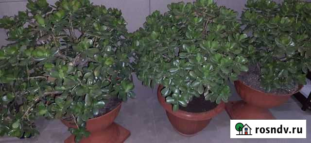 Денежное дерево толстянка Симферополь - изображение 1