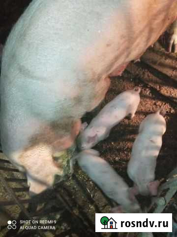 Свиноматка Калининск - изображение 1