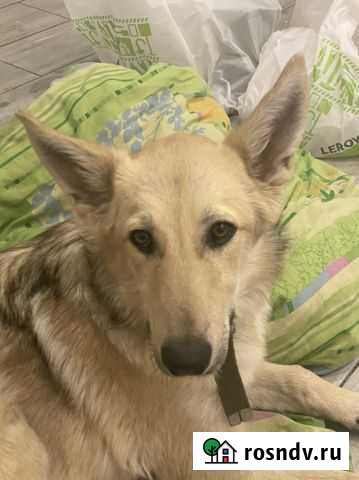 Собака Подстепки - изображение 1