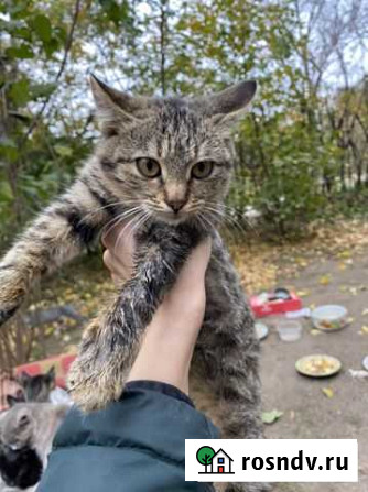 Котики в добрые руки Светлоград - изображение 1