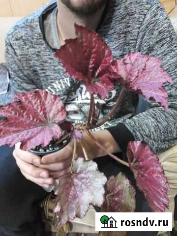 Бегония взрослые кусты Платоновка - изображение 1