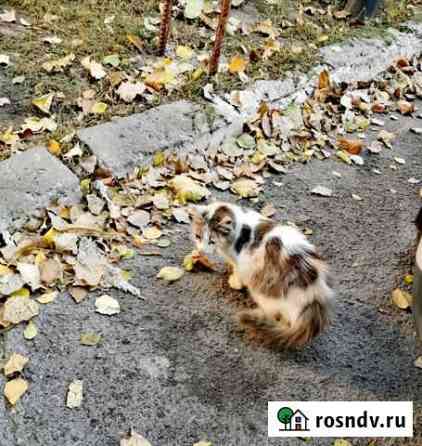 Кошечка в добрые руки Гуково