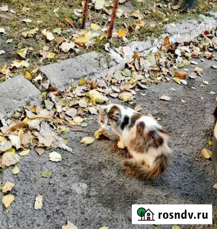 Кошечка в добрые руки Гуково - изображение 1