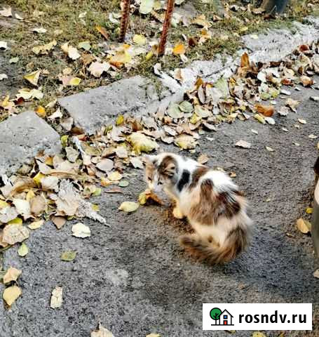 Кошечка в добрые руки Гуково - изображение 1