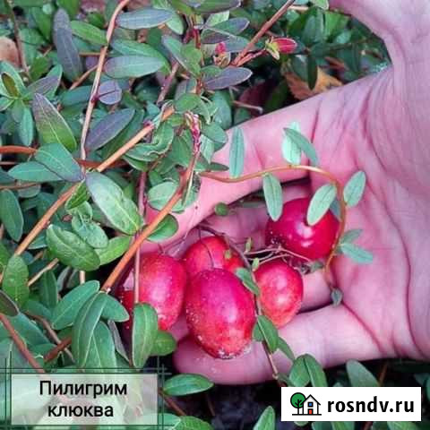 Клюква саженцы Пирогово - изображение 1
