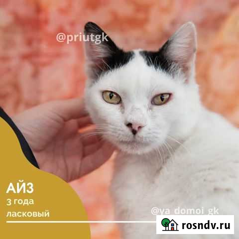 Котик Айз, 3 года Краснодар - изображение 1