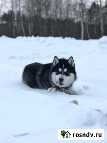 Вязка. (Хаски) Орехово-Зуево - изображение 1
