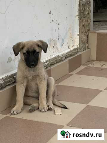 Отдам в добрые ручки метисов мопса Сочи - изображение 1