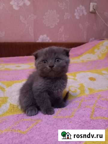 Шотландская вислоухая кошка Биробиджан - изображение 1
