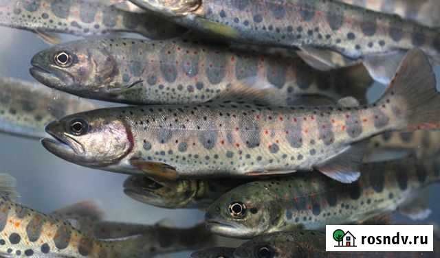 Мальки форели для зарыбления Лениногорск - изображение 1