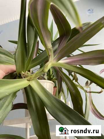 Рео Новосибирск - изображение 1