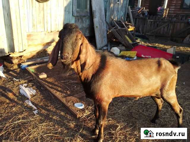 Козлята и услуги Козла Набережные Челны - изображение 1