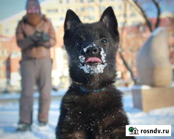 Щенок шипперке, кобель Пермь - изображение 1