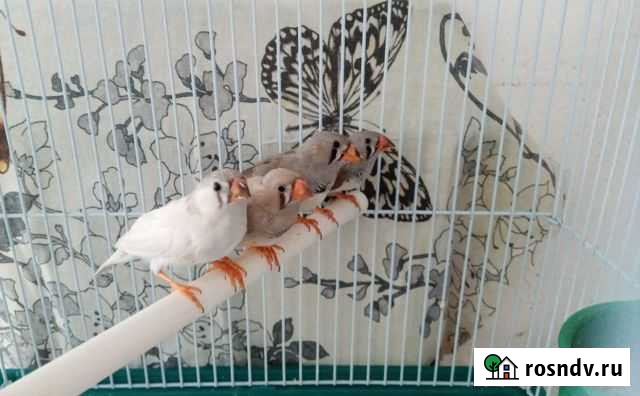 Декоративные птицы Комсомольск-на-Амуре - изображение 1