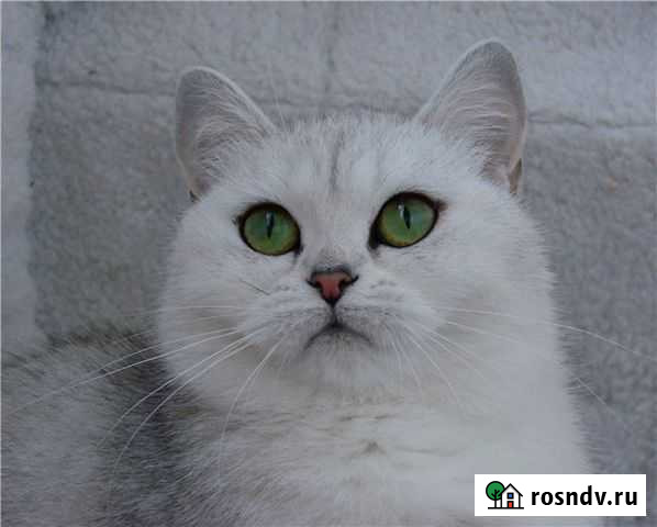 Кот шотландский вязка Курск - изображение 1