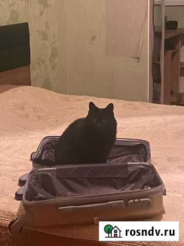 Кошечка в добрые руки очень ласковая Ростов-на-Дону - изображение 1