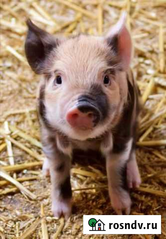 Поросята Чаплыгин - изображение 1