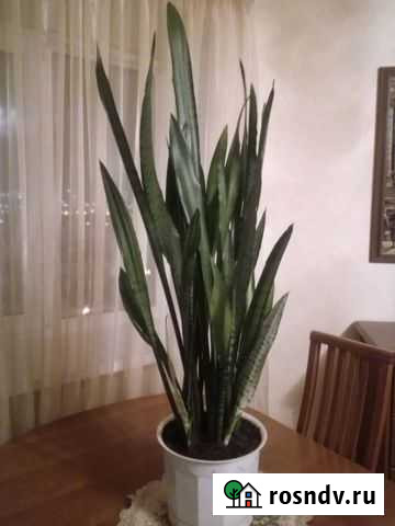 Сансевиерия Тещин язык Щучий хвост Уфа - изображение 1