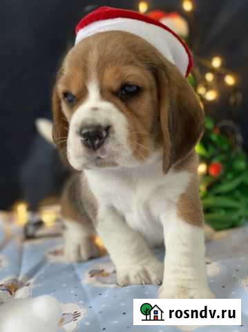 Резерв: щенки бигля РКФ Ростов-на-Дону - изображение 1