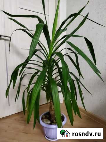 Пальма юкка Смоленск - изображение 1