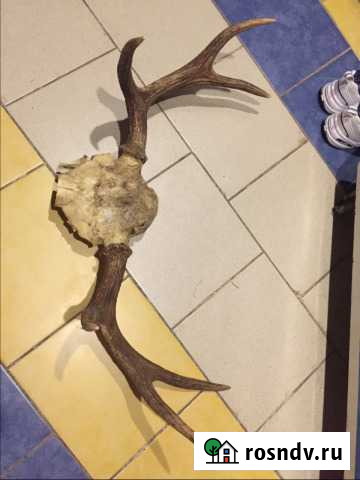 Рога лося Тула - изображение 1