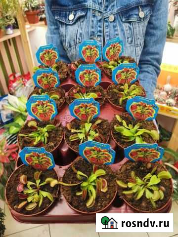 Венерина Мухоловка Владимир - изображение 1