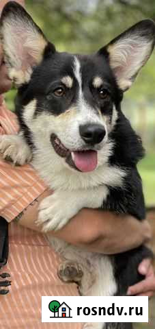 Вельш-корги пемброк вязка Лабинск - изображение 1