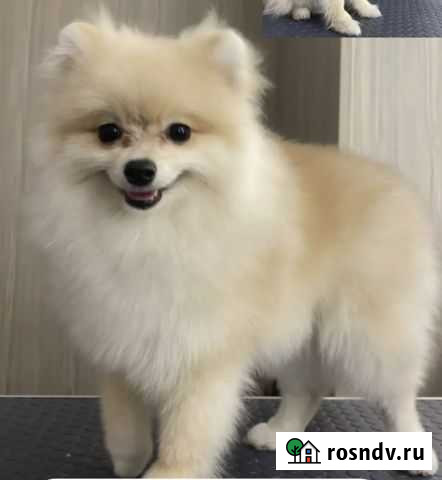 Шпиц Чита - изображение 1