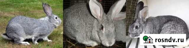 Самочки и самки от 3 месяцев Батырево - изображение 1