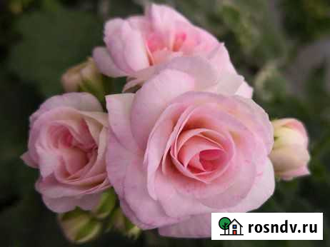 Юг Принцесса Грейс в наличии 2 черенка Ульяновск - изображение 1