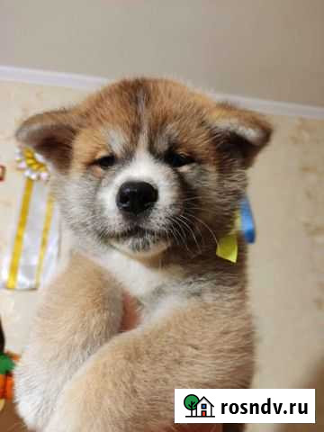 Готовы к продажи щенки Акита Ину Красноярск - изображение 1