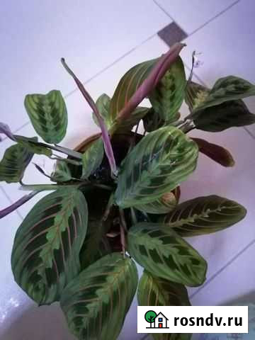 Маранта Новомосковск - изображение 1