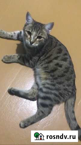 Кошка Новотроицк - изображение 1