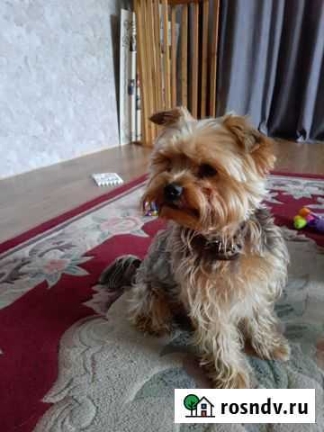 Йоркширский терьер вязка Пенза - изображение 1