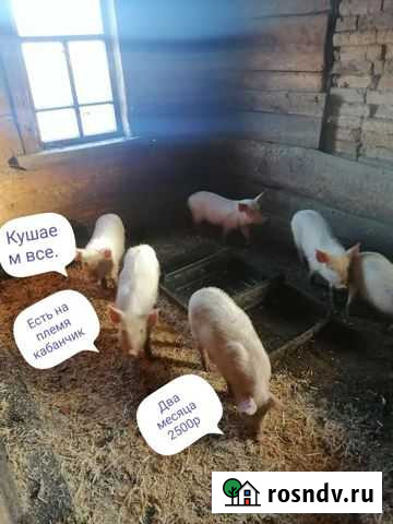 Поросенок ландрас Уяр - изображение 1